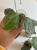 Hoja (Hoya) Coriacea Silver