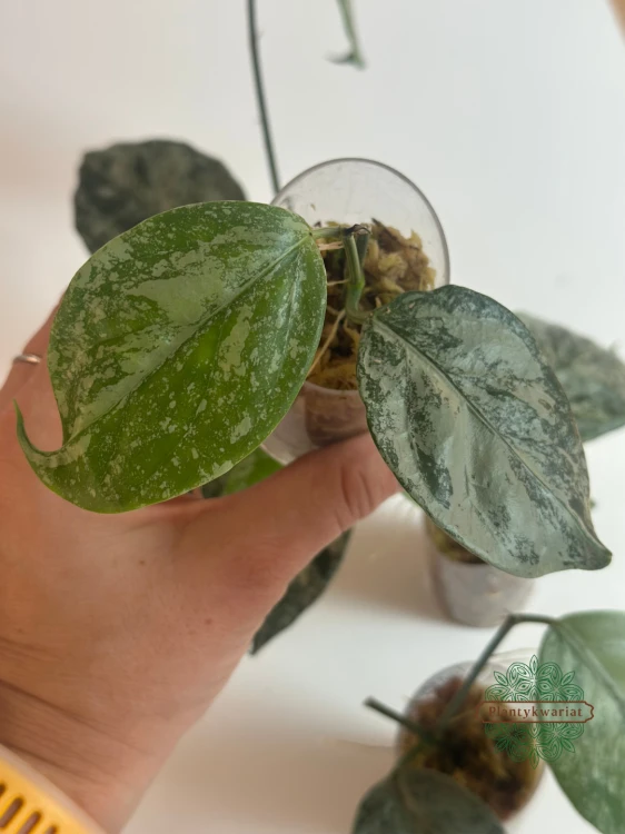 Hoja (Hoya) Coriacea Silver