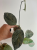Hoja (Hoya) Coriacea Silver