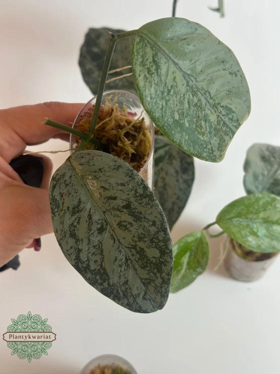 Hoja (Hoya) Coriacea Silver