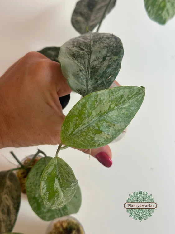 Hoja (Hoya) Coriacea Silver