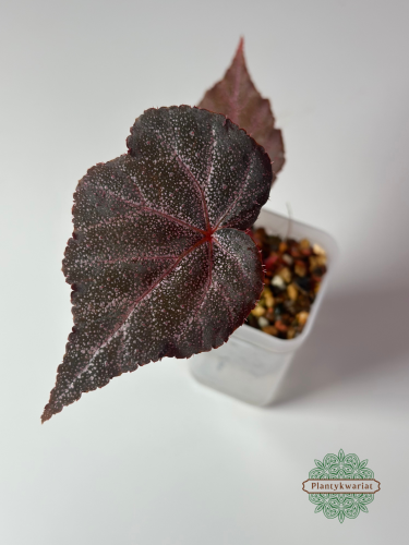 Begonia Robin