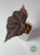 Begonia Robin