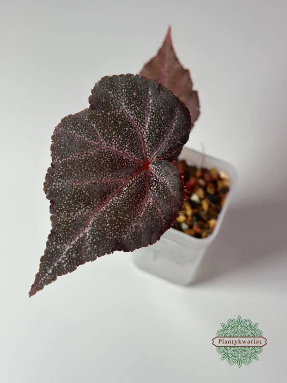 Begonia Robin