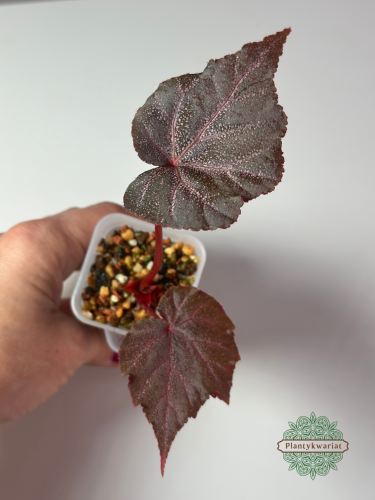 Begonia Robin