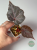 Begonia Robin