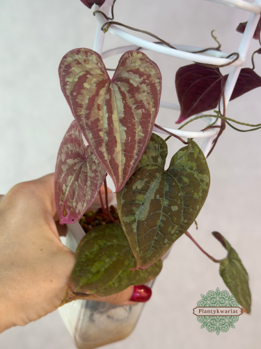 Dioscorea Discolor