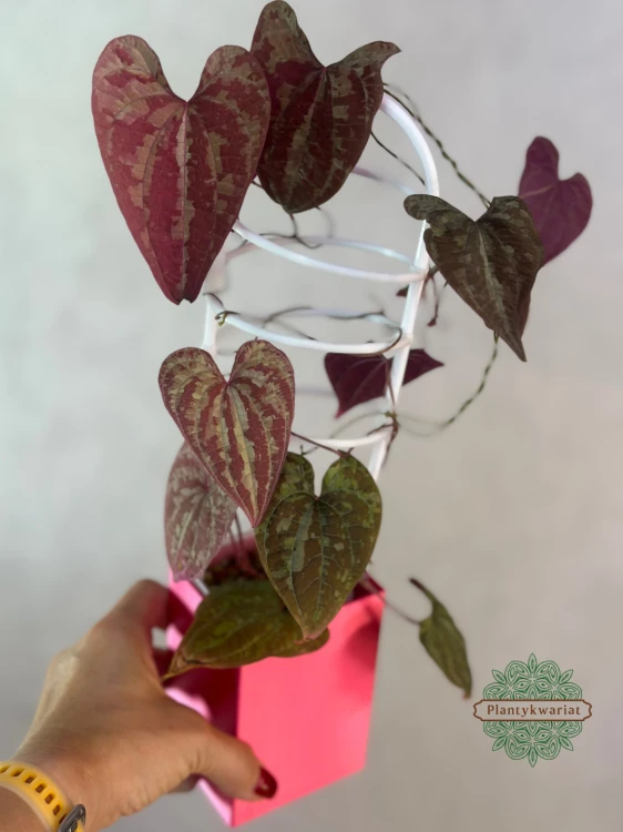 Dioscorea Discolor