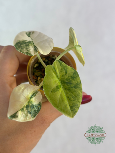 Alokazja (Alocasia) melo aurea variegata