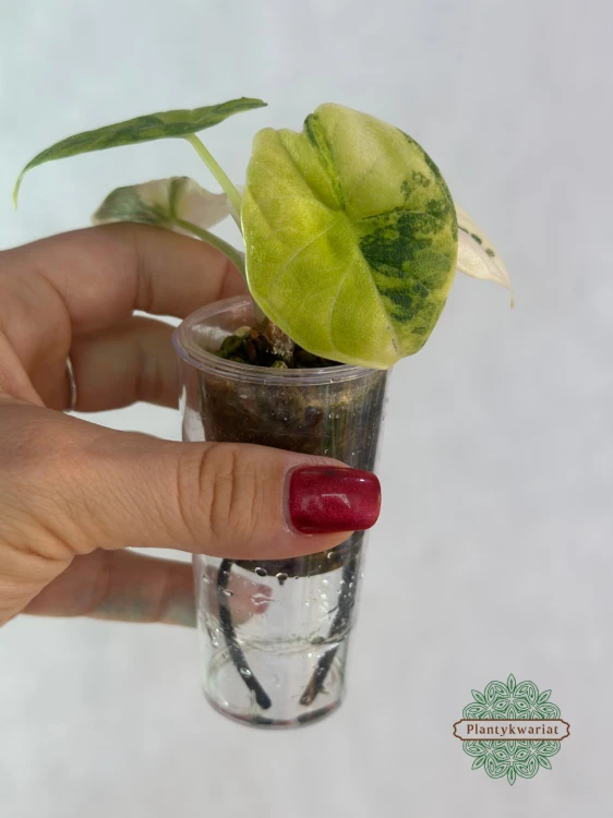 Alokazja (Alocasia) melo aurea variegata