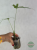 Anturium (Anthurium) eminens