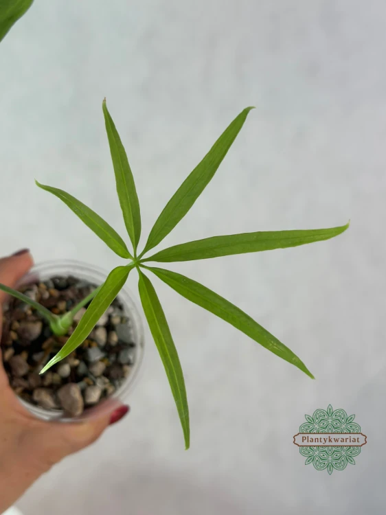 Anturium (Anthurium) eminens