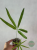 Anturium (Anthurium) eminens