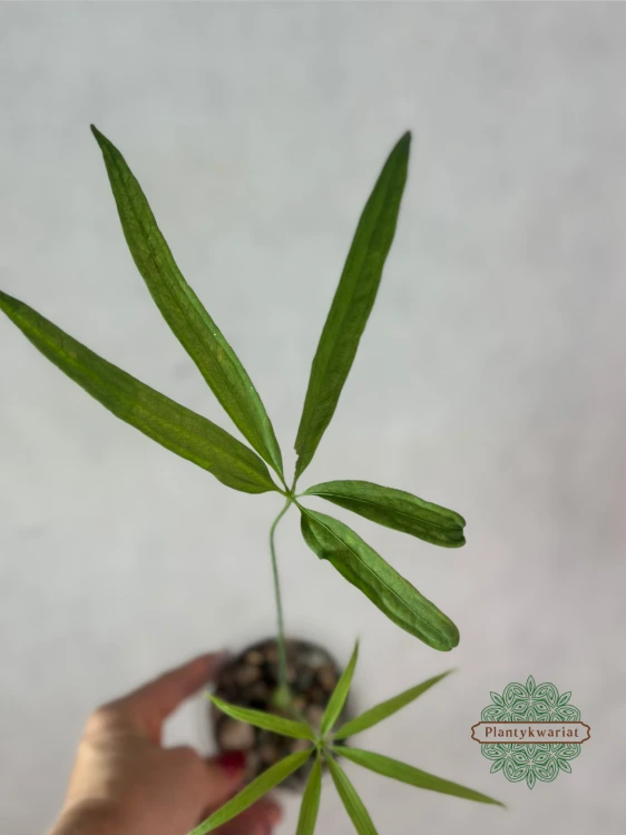 Anturium (Anthurium) eminens