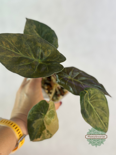 Alokazja (Alocasia) Wentii Variegata