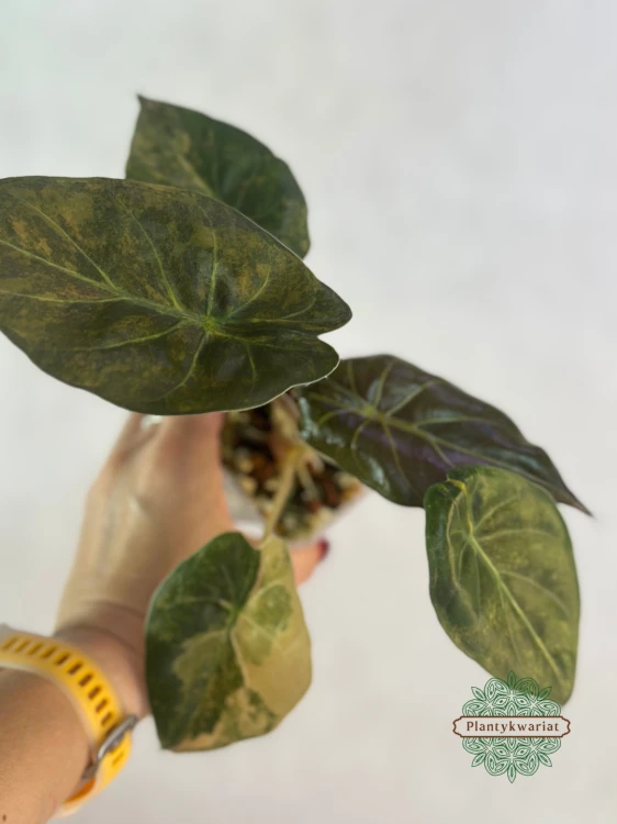 Alokazja (Alocasia) Wentii Variegata