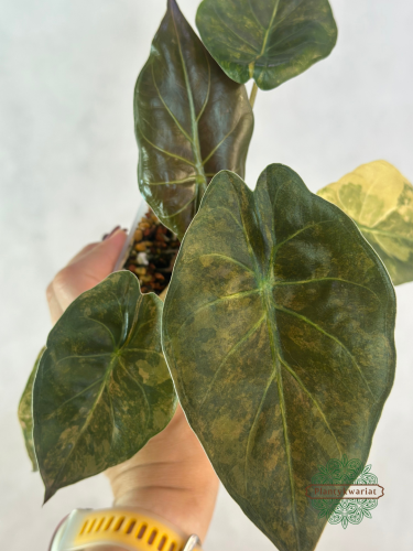 Alokazja (Alocasia) Wentii Variegata
