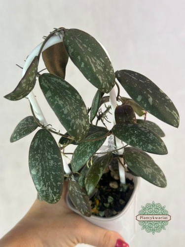 Hoja (Hoya) sigillatis Round Form