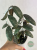 Hoja (Hoya) sigillatis Round Form