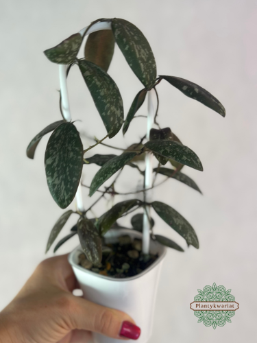 Hoja (Hoya) sigillatis Round Form