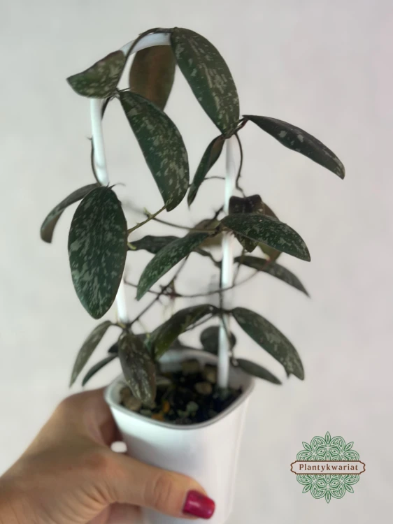 Hoja (Hoya) sigillatis Round Form
