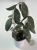 Hoja (Hoya) sigillatis Round Form