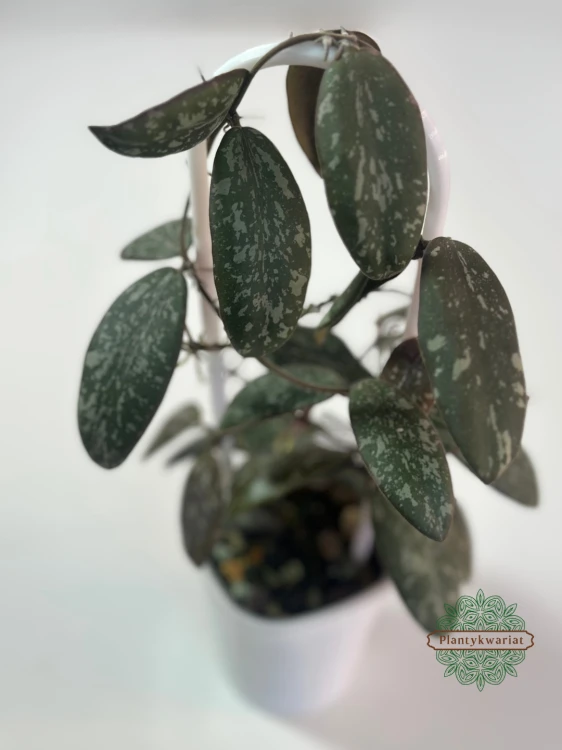Hoja (Hoya) sigillatis Round Form