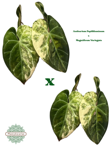 Siewki Anturium, hybryda nr 2