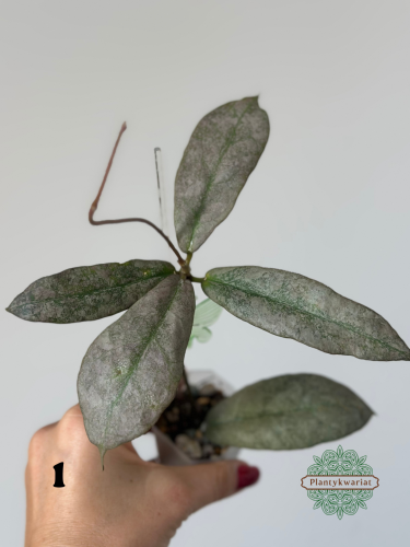 Hoja (Hoya) Mitrata Silver