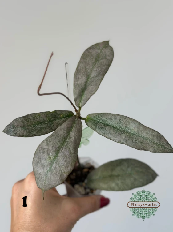 Hoja (Hoya) Mitrata Silver