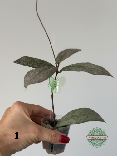 Hoja (Hoya) Mitrata Silver