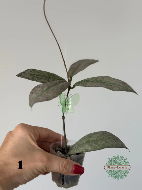 Hoja (Hoya) Mitrata Silver