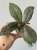 Hoja (Hoya) Mitrata Silver