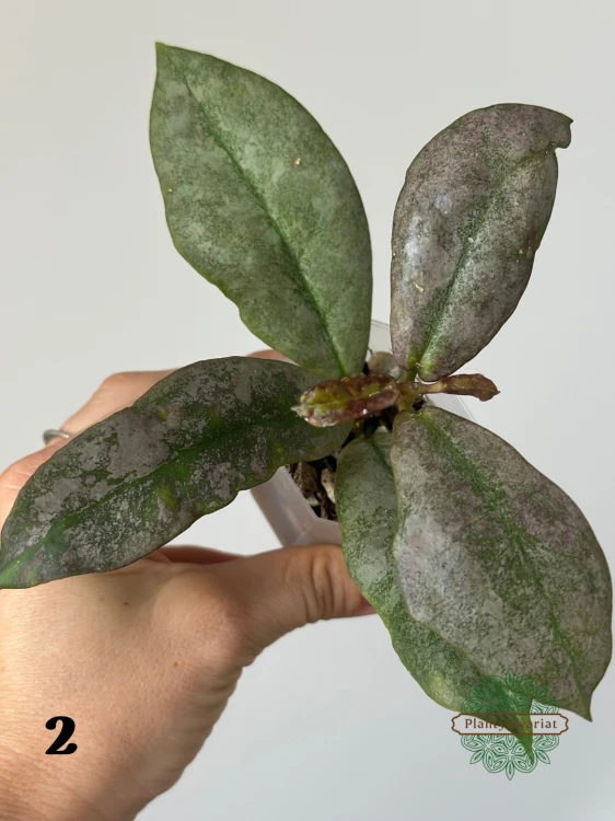 Hoja (Hoya) Mitrata Silver