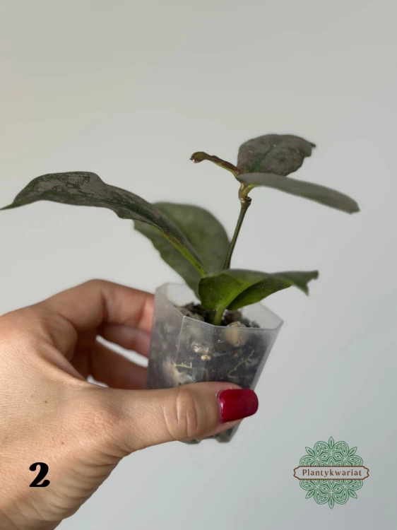 Hoja (Hoya) Mitrata Silver
