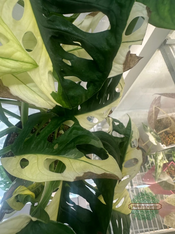 Monstera obliqua monkey Japanese Tricolour