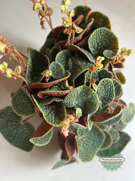 Begonia Bullatifolia