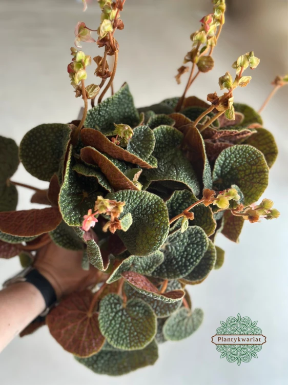 Begonia Bullatifolia