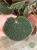 Begonia Bullatifolia