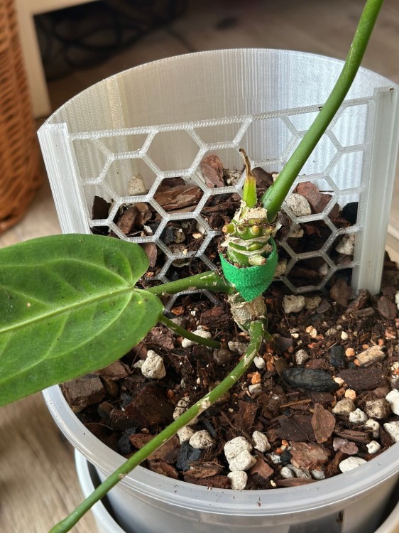 Palik do roślin mały 10 cm plantykwariat